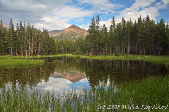 Nature, Wildlife and Pet Photography