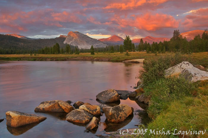 Nature, Wildlife and Pet Photography