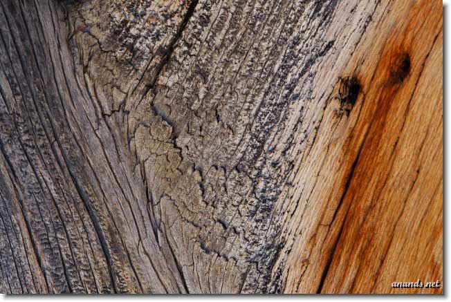 Nature, Wildlife and Pet Photography