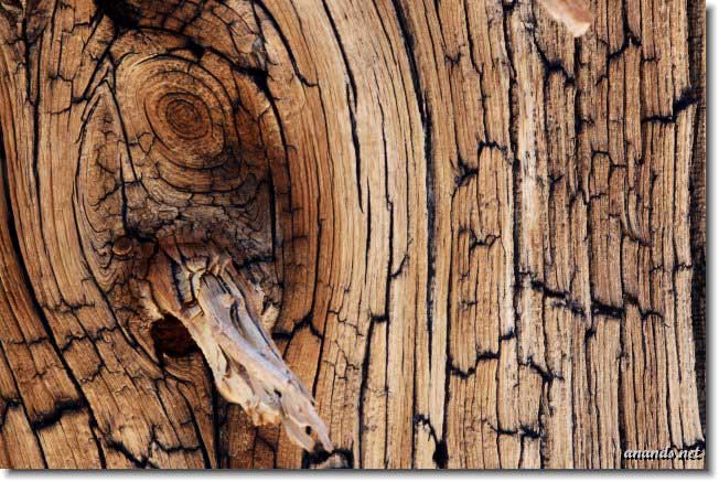 Nature, Wildlife and Pet Photography