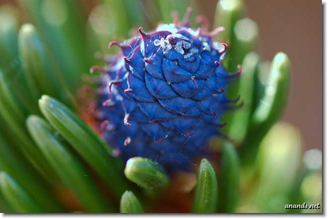 Nature, Wildlife and Pet Photography