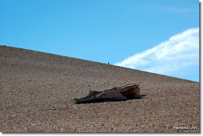 Nature, Wildlife and Pet Photography