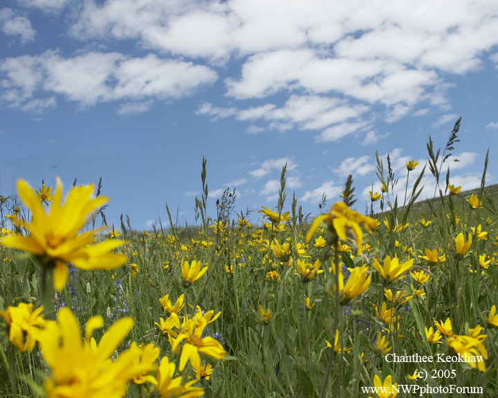 Nature, Wildlife and Pet Photography