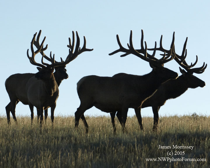 Nature, Wildlife and Pet Photography