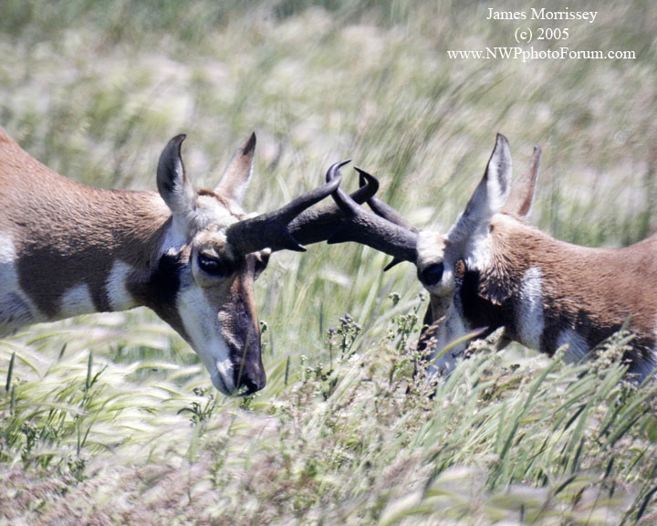 Nature, Wildlife and Pet Photography