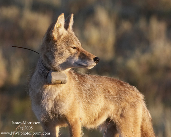 Nature, Wildlife and Pet Photography