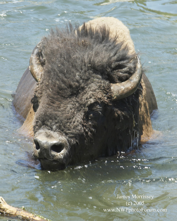 Nature, Wildlife and Pet Photography