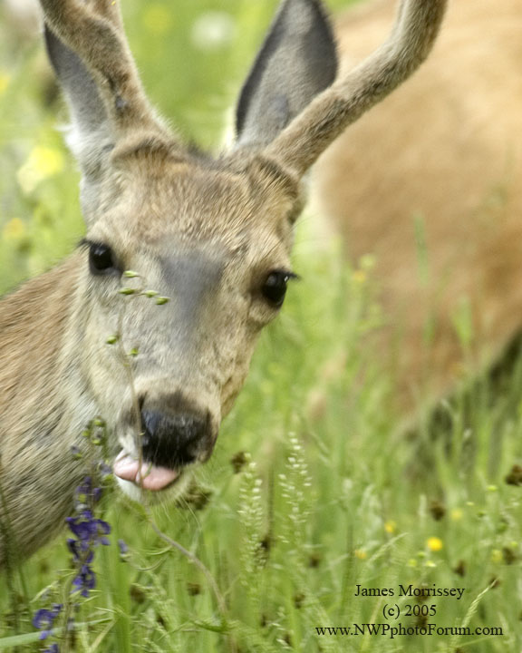 Nature, Wildlife and Pet Photography