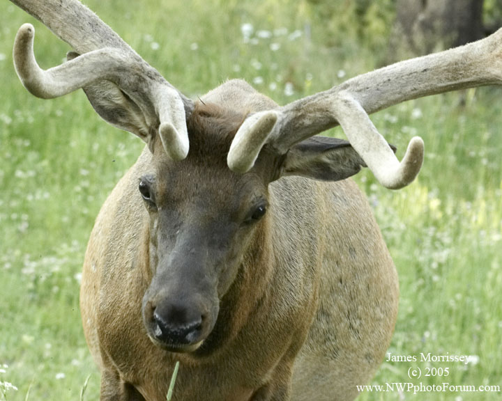 Nature, Wildlife and Pet Photography