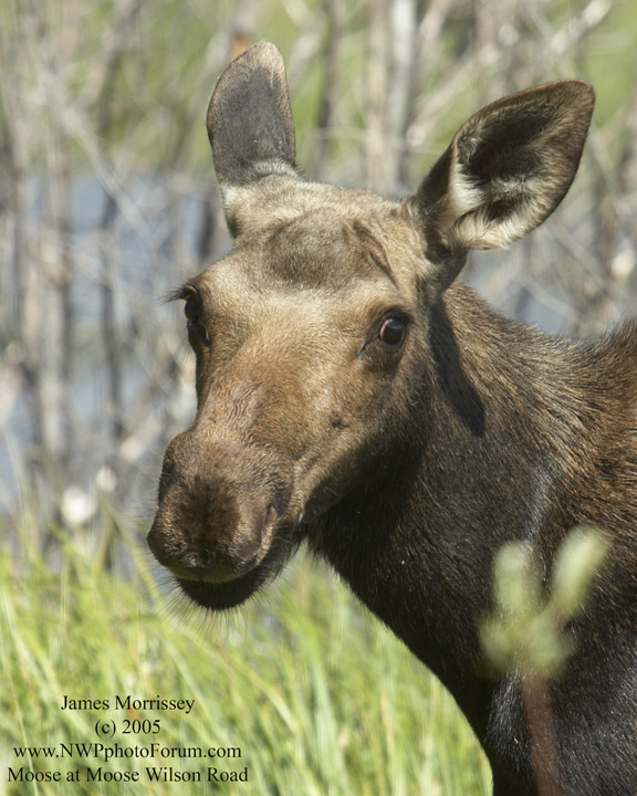 Nature, Wildlife and Pet Photography
