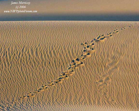 Nature, Wildlife and Pet Photography: Death Valley sand dunes