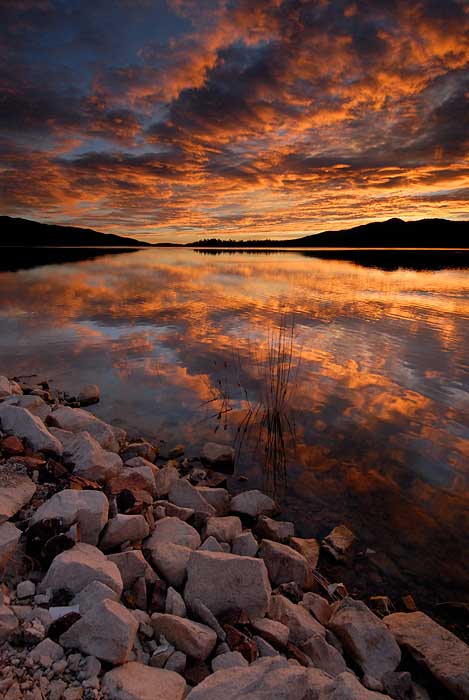 Nature, Wildlife and Pet Photography