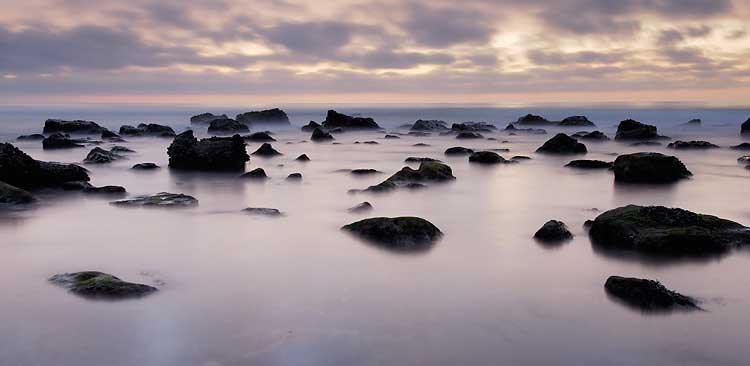Nature, Wildlife and Pet Photography
