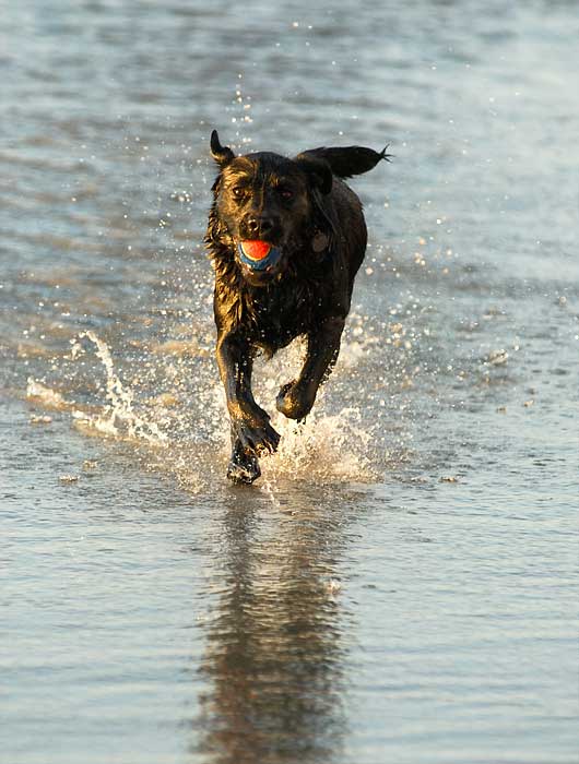 Nature, Wildlife and Pet Photography