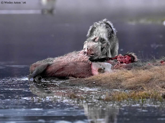Nature, Wildlife and Pet Photography