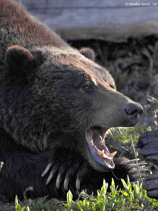 Nature, Wildlife and Pet Photography