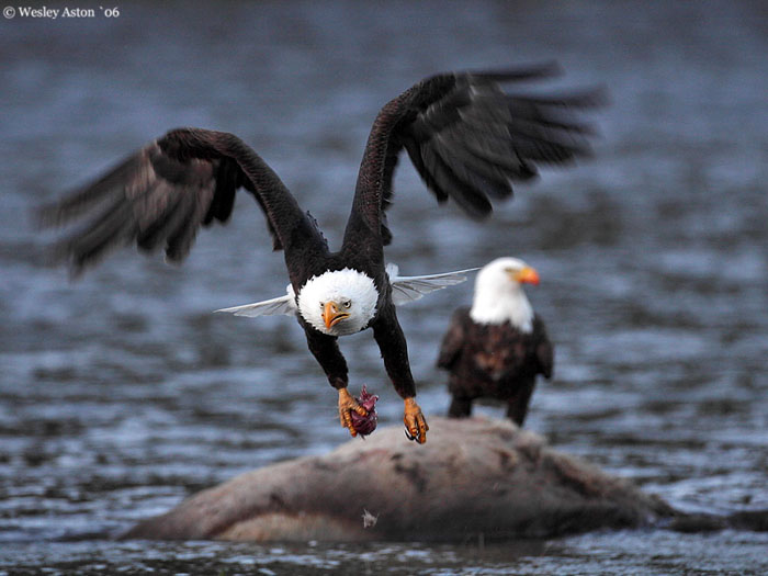 Nature, Wildlife and Pet Photography