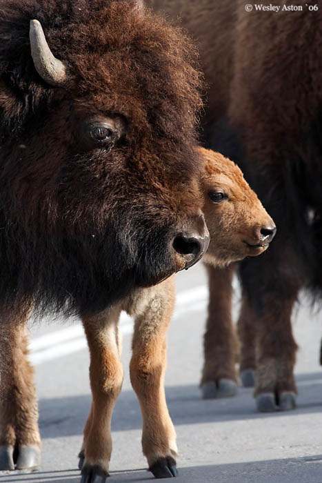 Nature, Wildlife and Pet Photography