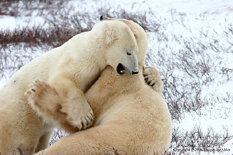 polar bears