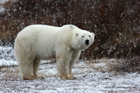 polar bear
