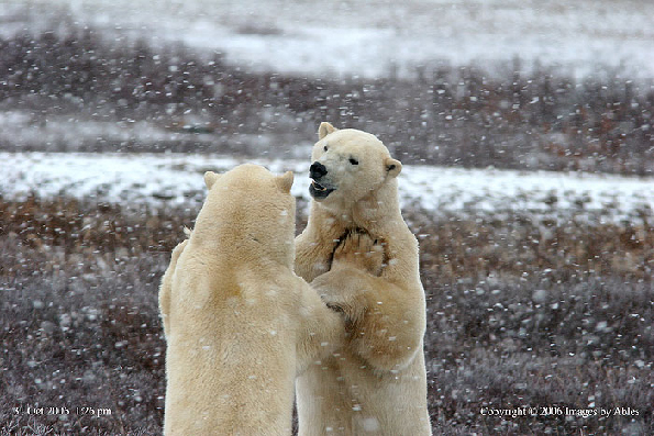 polar bear