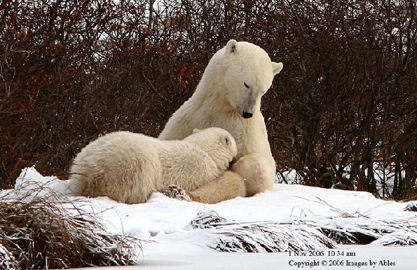 polar bear nursing cub