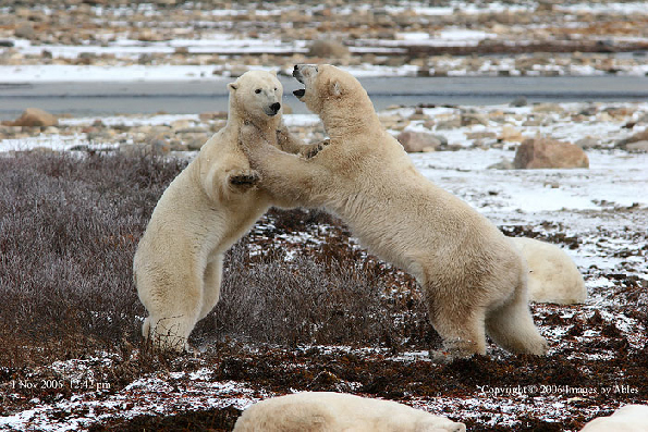 polar bear