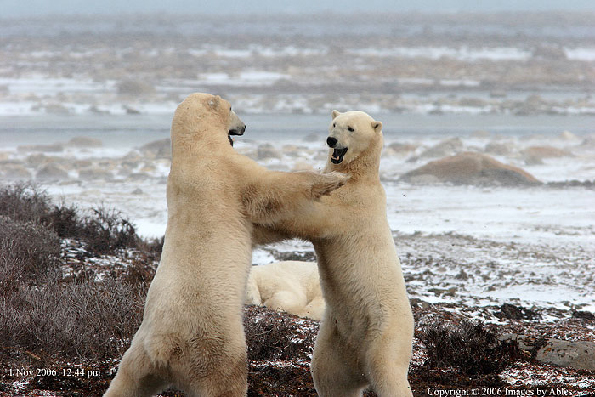 polar bear