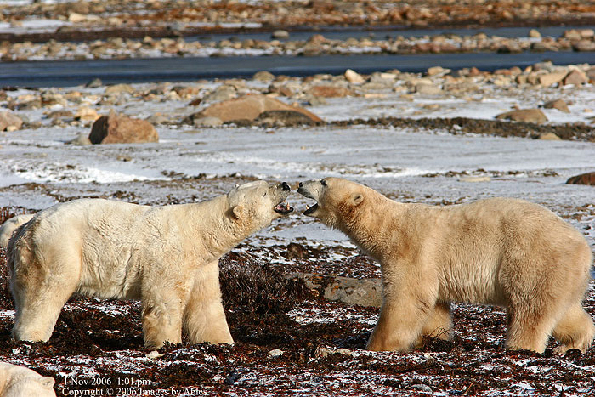 polar bear