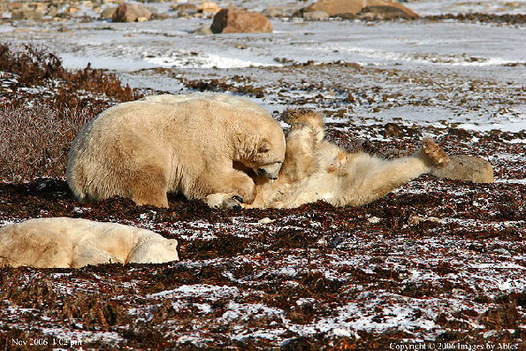 polar bear