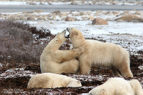 polar bear