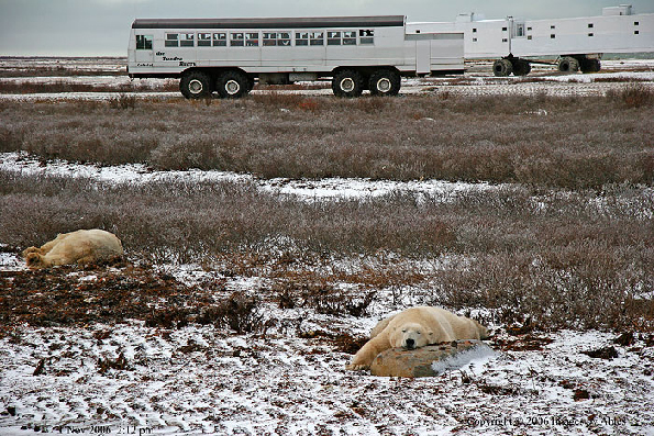 polar bear