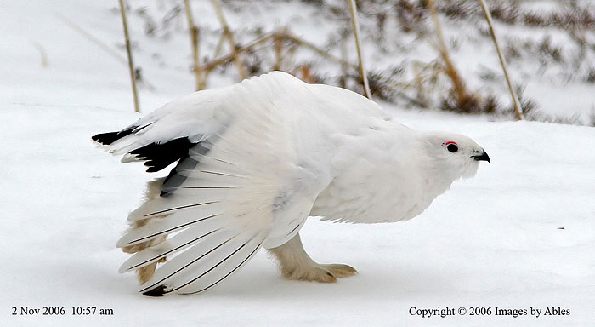 Willow Ptarmigan