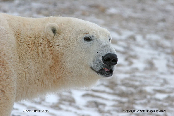polar bear