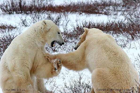polar bear