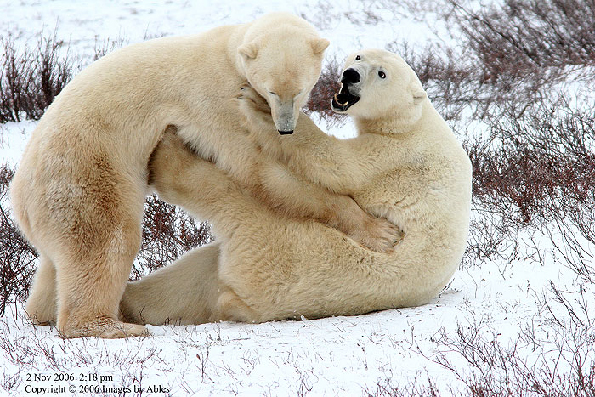 Cpolar bear