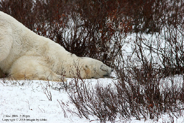 polar bear