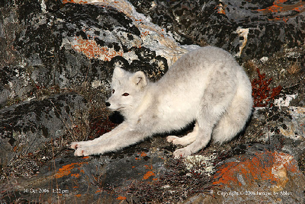 fox