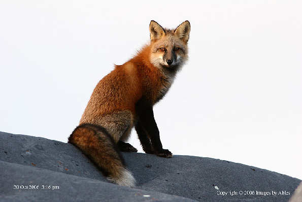 red fox