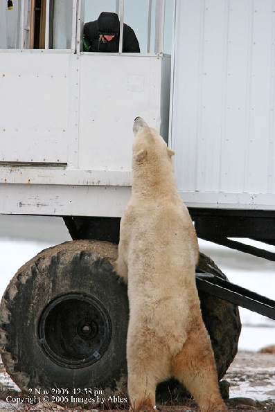 polar bear