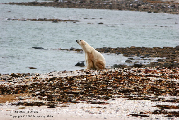 polar bear