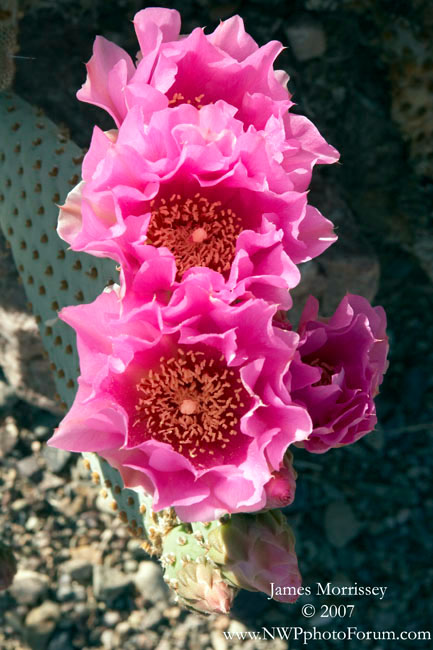 Cactus Flower