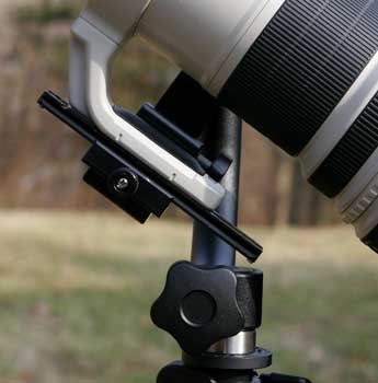 Nature, Wildlife and Pet Photography
