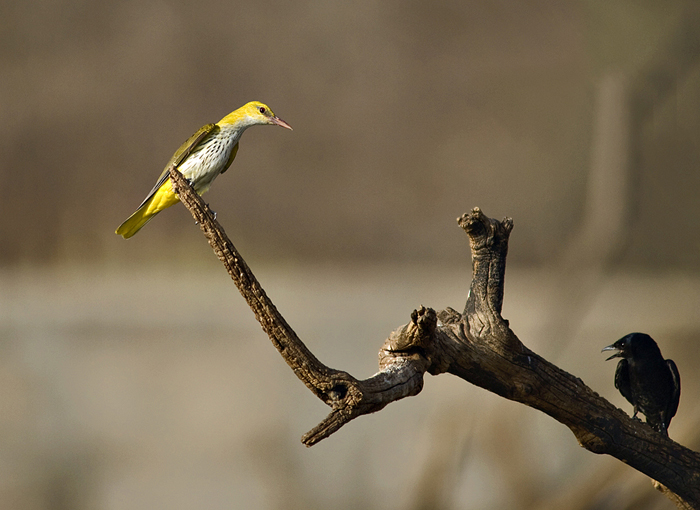 Golden Oriole and Drongo
