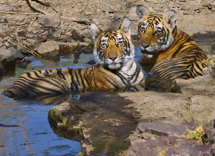 The tigress Machli's two cubs in the water on a very hot day (50 degrees Celsius)