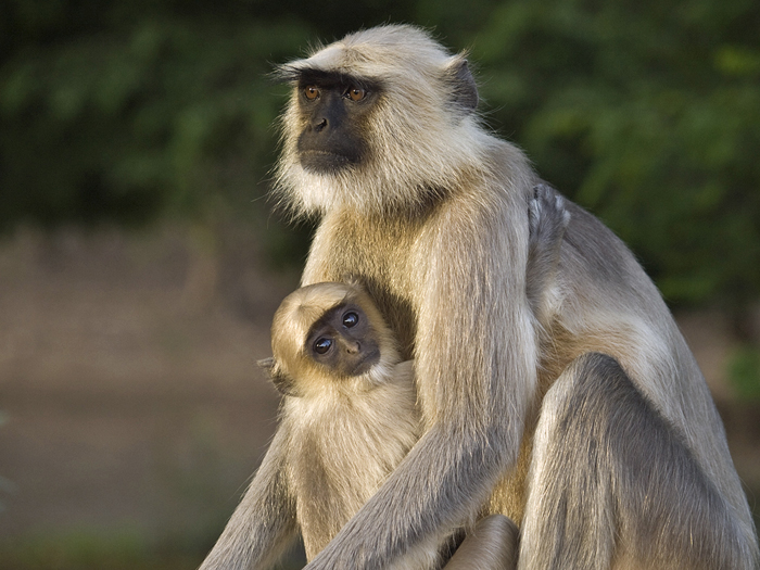 Langore monkey with her baby