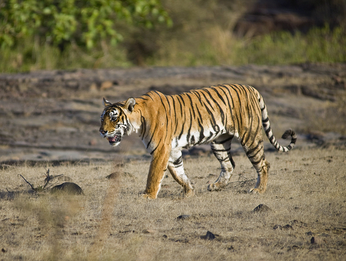 The tigress Machli