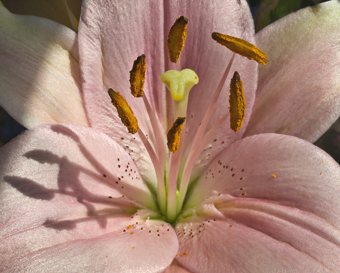 Pink Lily was taken with the 50mm macro.