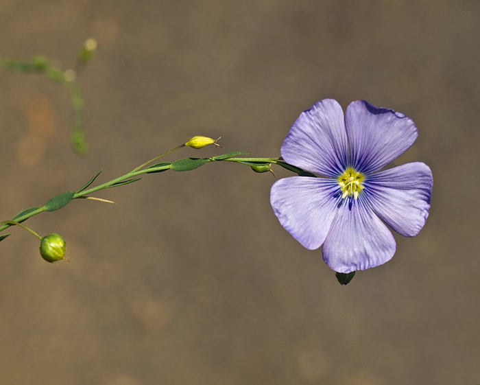 flax