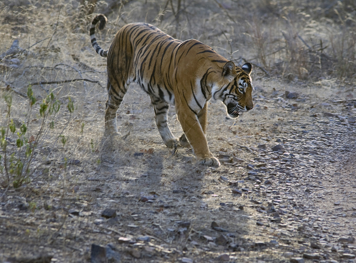 The tigress Machli